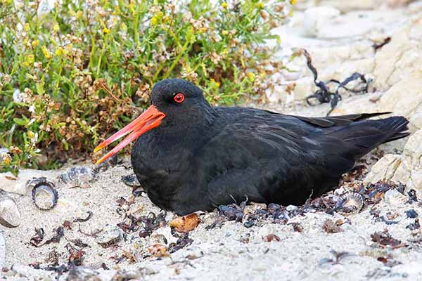 Ostrygojad zmienny (Haematopus unicolor)