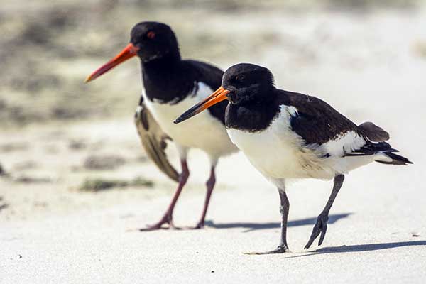 Ostrygojad (zwyczajny) (Haematopus ostralegus)