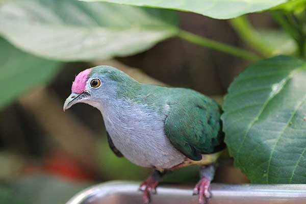 Owocożer białolicy (Ptilinopus pulchellus)