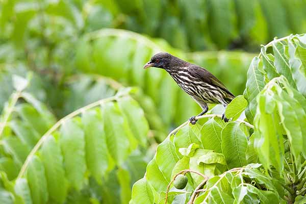 Palmowiec (Dulus dominicus)