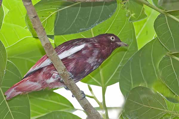 Palmożer amarantowy (Xipholena punicea)