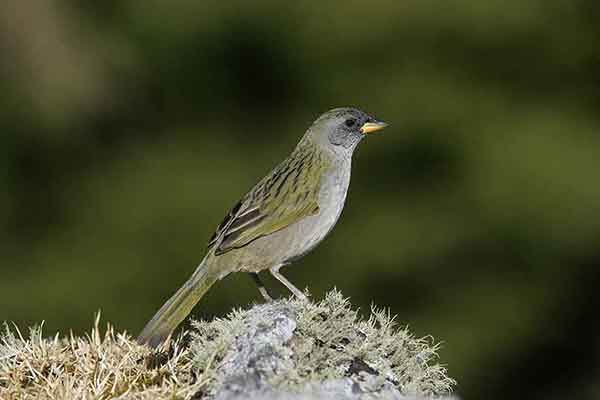 Pampasówka szarolica (Embernagra platensis)