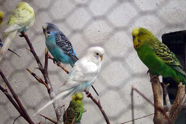 Papużka falista (Melopsittacus undulatus)