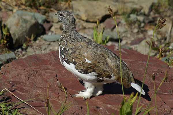 Pardwa białosterna (Lagopus leucura)