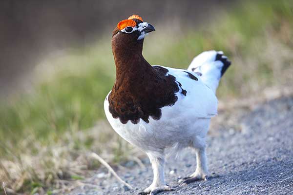 Pardwa mszarna (Lagopus lagopus)