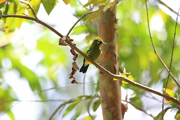 Paskownik zielony (Aegithina viridissima)