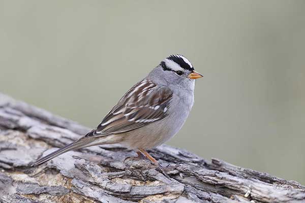 Pasówka białobrewa (Zonotrichia leucophrys)