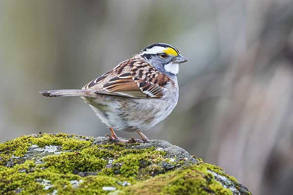 Pasówka białogardła (Zonotrichia albicollis)