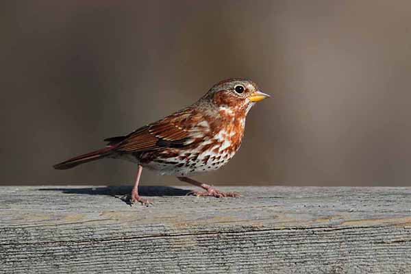 Pasówka rudosterna (Passerella iliaca)