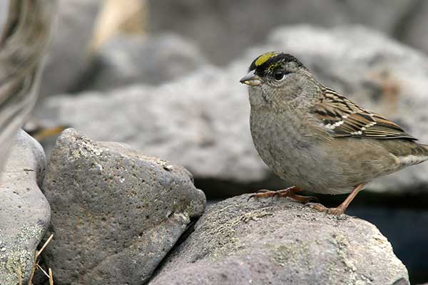 Pasówka złotołbista (Zonotrichia atricapilla)