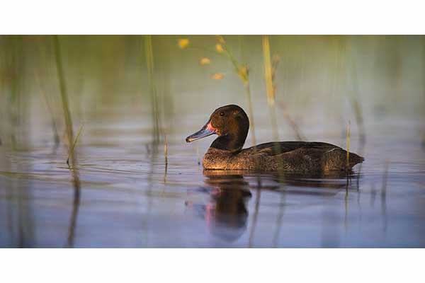 Pasożytka (Heteronetta atricapilla)