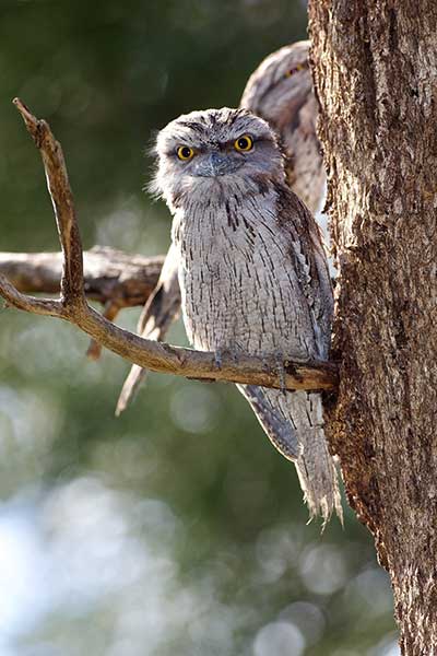 Paszczak australijski (Podargus strigoides)