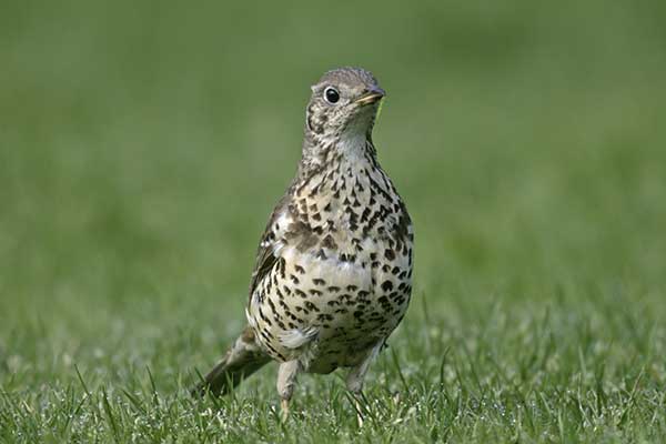 Paszkot (Turdus viscivorus)