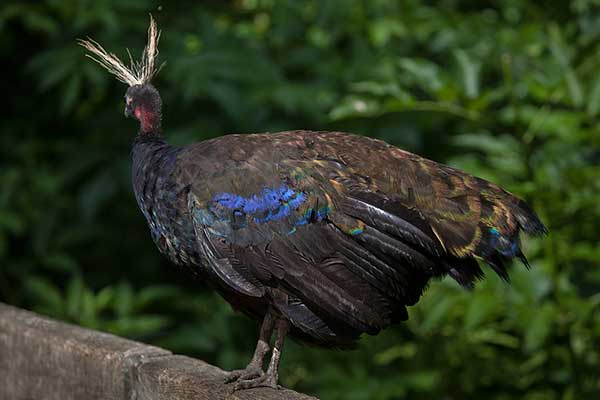 Paw kongijski (Afropavo congensis)