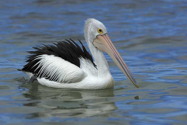 Pelikan australijski (Pelecanus conspicillatus)