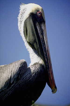 Pelikan brunatny (Pelecanus occidentalis)