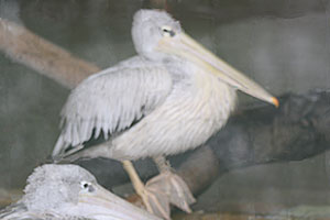 Pelikan mały (Pelecanus rufescens)