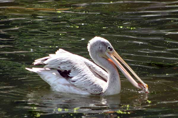 Pelikan mały (Pelecanus rufescens)