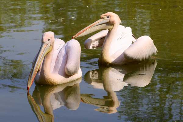 Pelikan różowy, pelikan baba (Pelecanus onocrotalus)