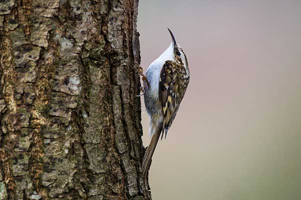 Pełzacz leśny (Certhia familiaris)