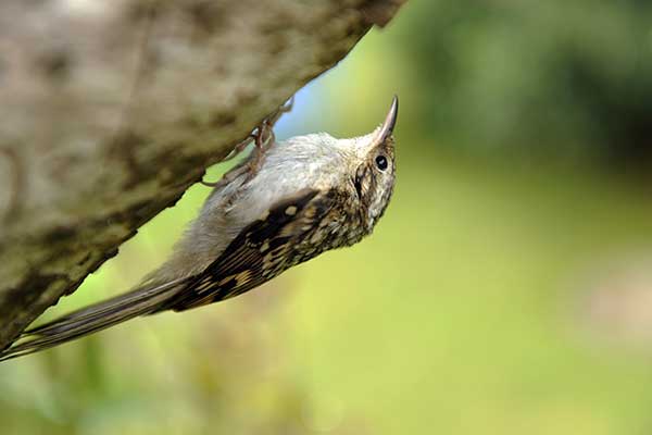 Pełzacz ogrodowy (Certhia brachydactyla)