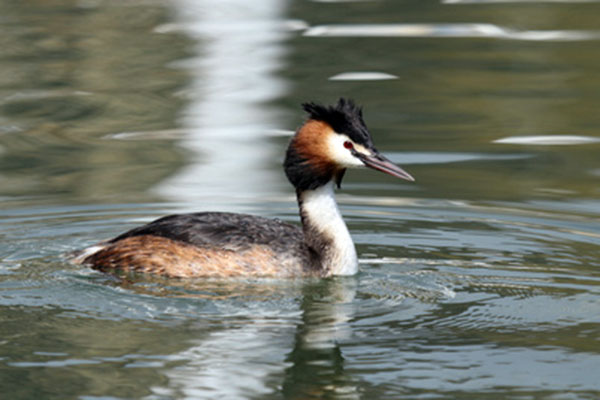 Perkoz dwuczuby (Podiceps cristatus)