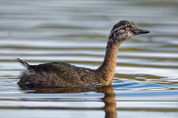 perkoz maoryski (Poliocephalus rufopectus)