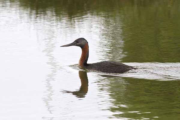 Perkoz olbrzymi (Podiceps major)