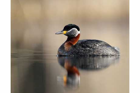 Perkoz rdzawoszyi (Podiceps grisegena)