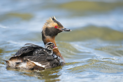 Perkoz rogaty (Podiceps auritus)