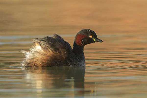 Perkozek australijski (Tachybaptus novaehollandiae)