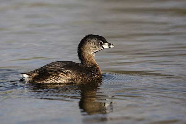 Perkozek grubodzioby (Podilymbus podiceps)