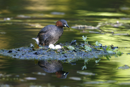 Perkozek (zwyczajny) (Tachybaptus ruficollis)