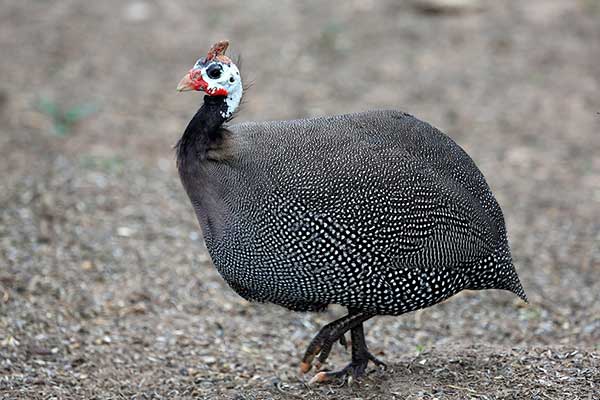 Perlica zwyczajna, perliczka (Numida meleagris)