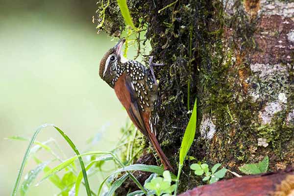 Perłowiec ozdobny (Margarornis squamiger)