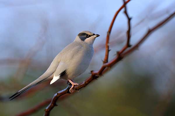 Persówka (Hypocolius ampelinus)