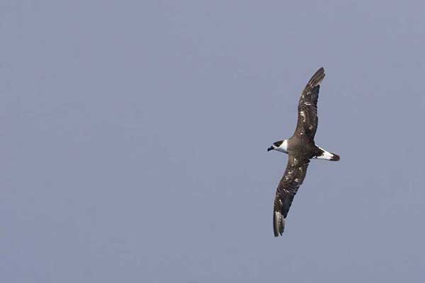 petrel antylski (Pterodroma hasitata)