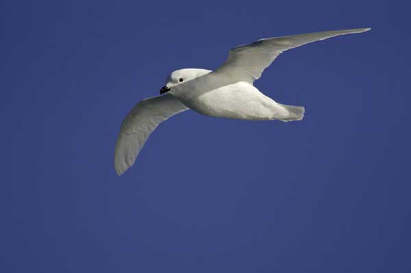 Petrel śnieżny (Pagodroma nivea)