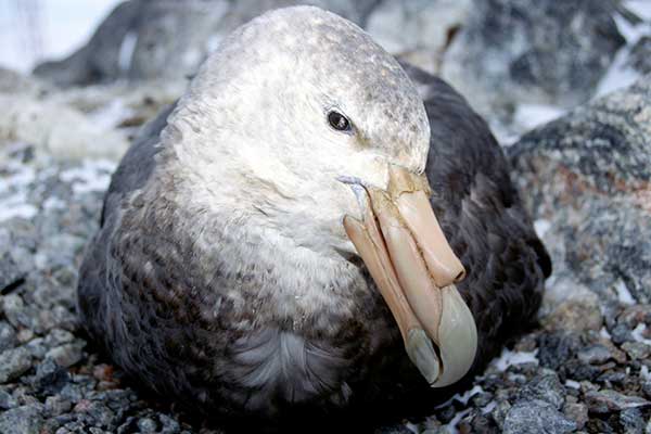 Petrelec olbrzymi (Macronectes giganteus)