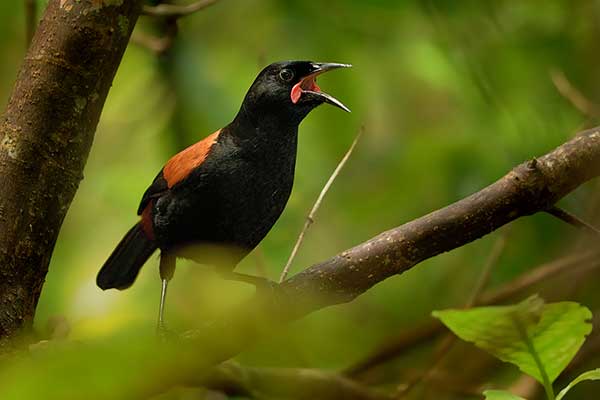 Kurobród północny (Philesturnus rufusater)