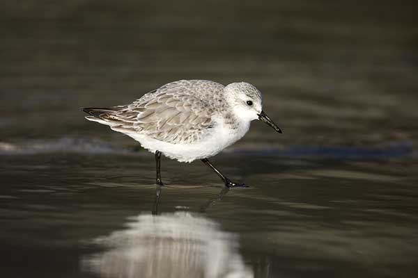 Piaskowiec (Calidris alba)