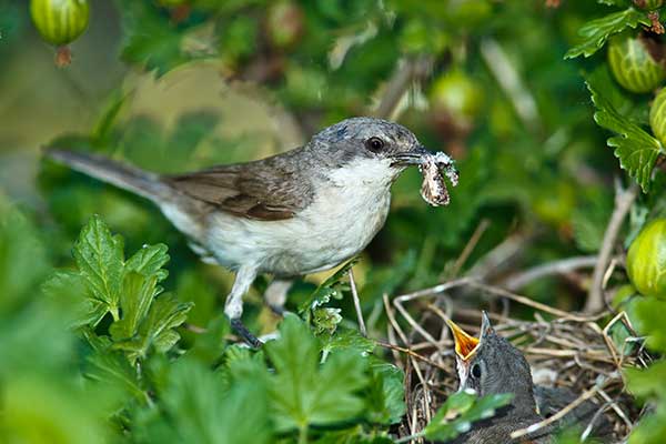 Piegża (Curruca curruca)