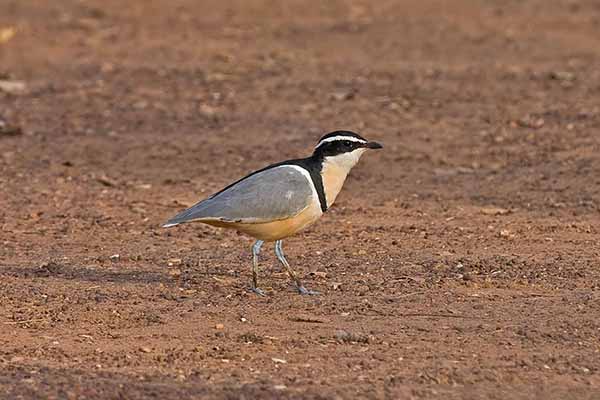 Pijawnik (Pluvianus aegyptius)