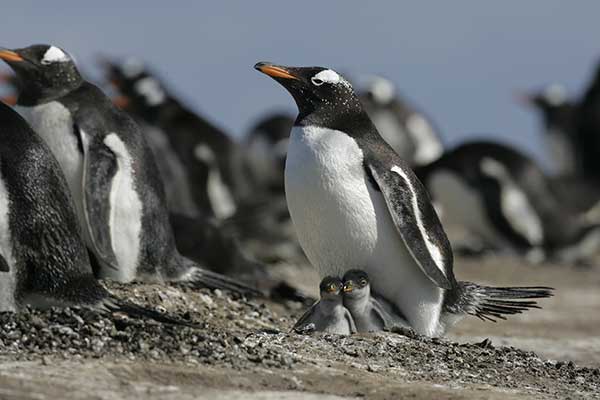 Pingwin białobrewy (Pygoscelis papua)