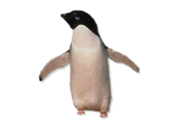 Pingwin Adeli, pingwin białooki (Pygoscelis adeliae)