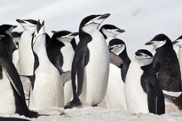 Pingwin maskowy (Pygoscelis antarcticus)