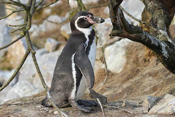Pingwin peruwiański (Spheniscus humboldti)