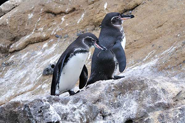Pingwin równikowy (Spheniscus mendiculus)