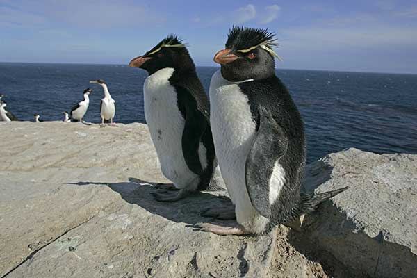 Pingwin skalny (Eudyptes chrysocome)