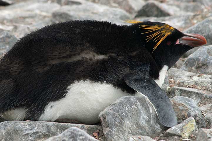 Pingwin złotoczuby (Eudyptes chrysolophus)